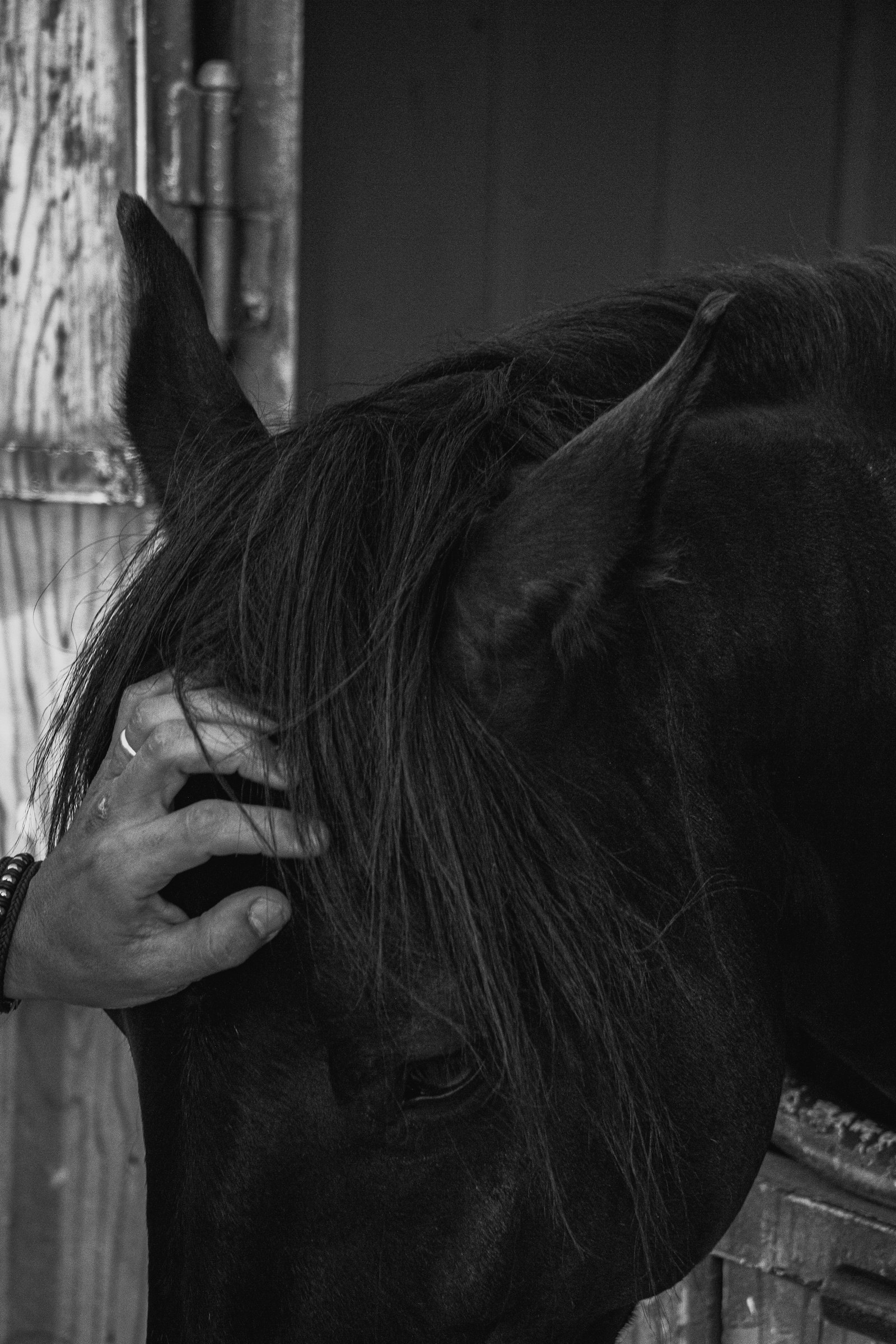 Hand resting on the head of a calm horse