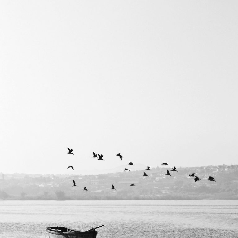 Calm lake landscape with birds